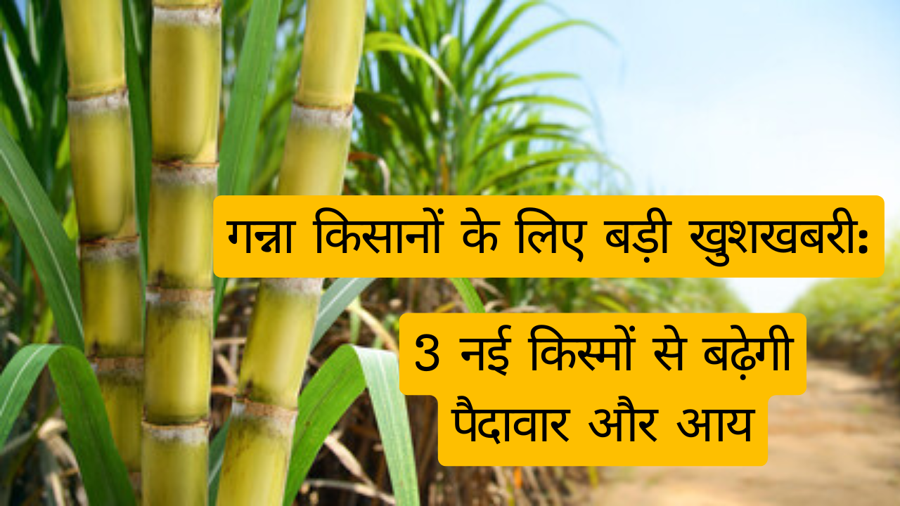 गन्ना किसानों के लिए बड़ी खुशखबरी: 3 नई किस्मों से बढ़ेगी पैदावार और आय